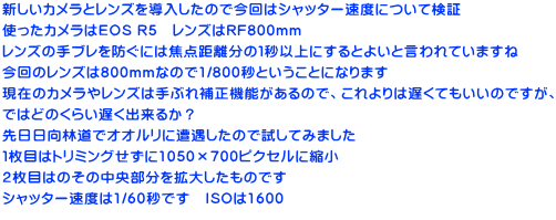 新しいカメラとレンズを導入したので今回はシャッター速度について検証 使ったカメラはEOS R5　レンズはRF800mm レンズの手ブレを防ぐには焦点距離分の１秒以上にするとよいと言われていますね 今回のレンズは800mmなので1/800秒ということになります 現在のカメラやレンズは手ぶれ補正機能があるので、これよりは遅くてもいいのですが、 ではどのくらい遅く出来るか？ 先日日向林道でオオルリに遭遇したので試してみました １枚目はトリミングせずに1050×700ピクセルに縮小 ２枚目はのその中央部分を拡大したものです シャッター速度は1/60秒です　ISOは1600